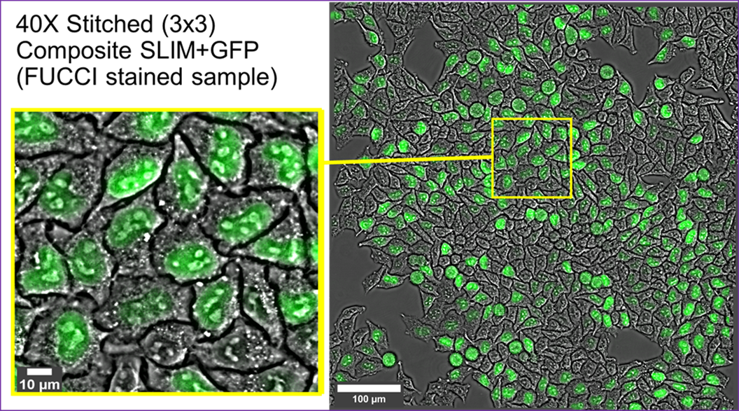 SLIM+GFP SLIM+GFP