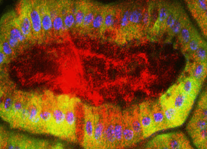 intravital-imaging Intravital Imaging