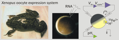 xenopus-oocyte-expression-system Xenopus Oocyte Expression System